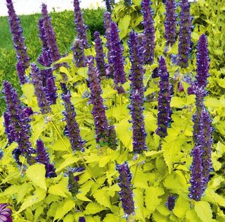 Set Fiori Giardino Soleado