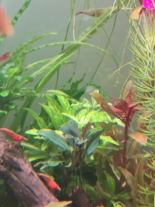 Hygrophila Polysperma Rosanervig