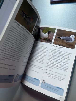 Wetland Bird Songs and Calls