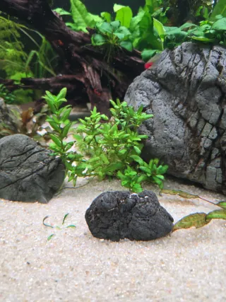 Staurogine Repens Planta Acuario