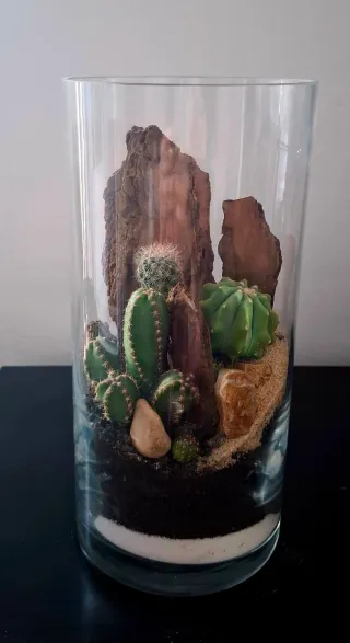 Terrario de cactus