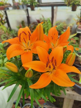 Planta Lilium Laranja