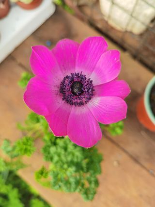 Anémona Fuchsia Planta