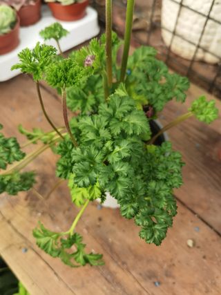 Anémona Fuchsia Planta