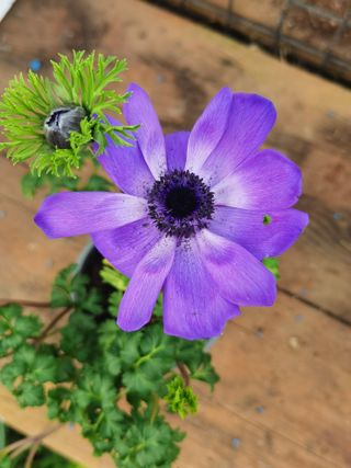 Anémona Roxa Planta