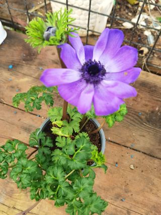 Anémona Roxa Planta