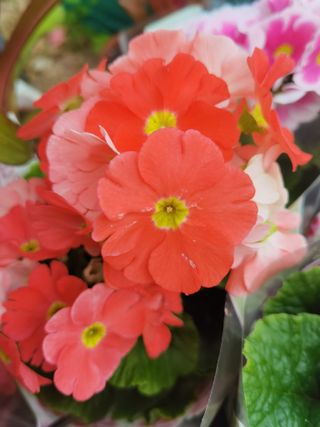 Planta Primulas Salmão