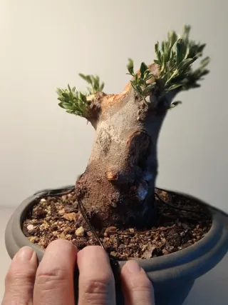 Bonsái Olivo