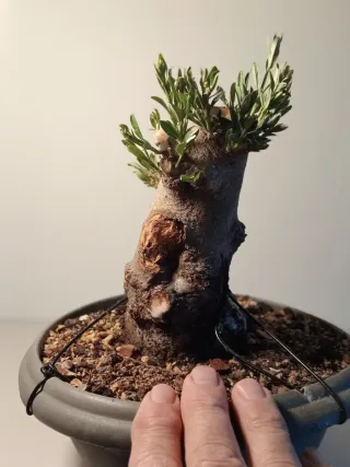 Bonsái Olivo