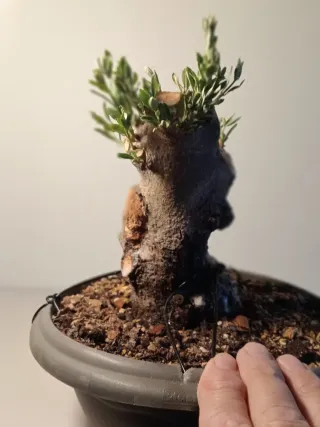 Bonsái Olivo