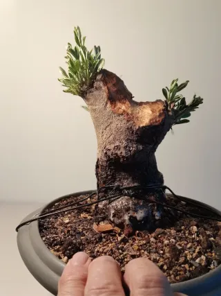 Bonsái Olivo