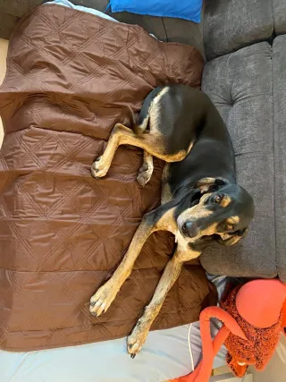 Manta impermeable para mascotas