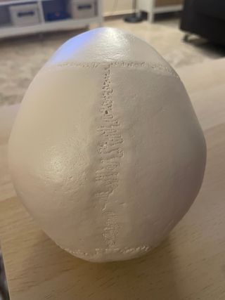 Cráneo Humano Clásico 3B Scientific GMBh Medicina