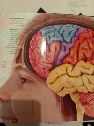 El cuerpo humano (Libros con lupa) (Spanish Edi...