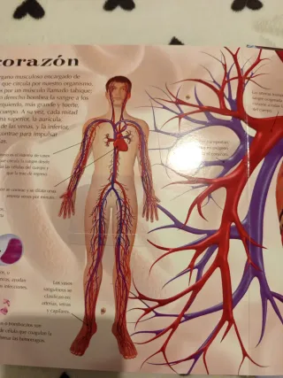 El cuerpo humano (Libros con lupa) (Spanish Edi...