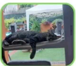 Hamaca para gato con ventosas