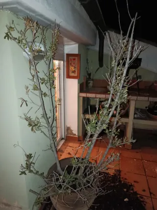 Olivo joven en maceta