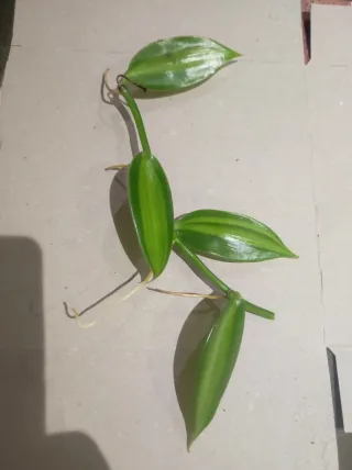 Vanilla planifolia - Pianta