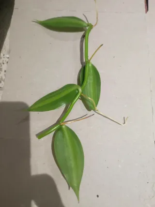 Vanilla planifolia - Pianta