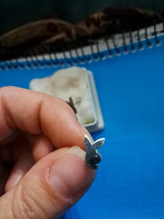 Pendientes Playboy Plateados