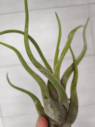 Tillandsia caput medusae