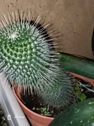 Cactus con espinas blancas