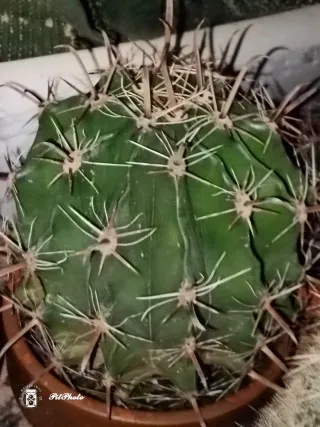 Cactus verde con espinas