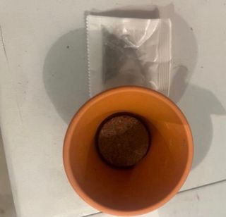 Maceta con Semillas de Albahaca, Menta y Eneldo