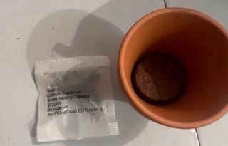 Maceta con Semillas de Albahaca, Menta y Eneldo