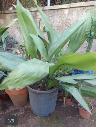 ANLUAN:2 Portulacaria Afra,Espina Ctisto,Apidistra