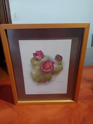 Cuadro de flores acuáticas enmarcadas