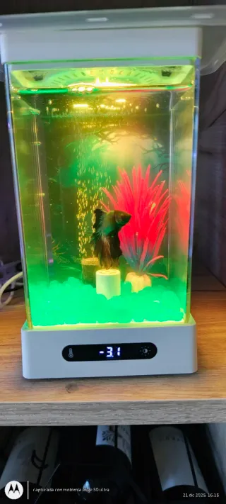 Mini acuario LED 3W 1 unidad