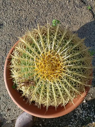 Echinocactus grusone in vaso 50 cm