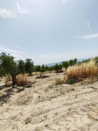 Terreno en venta en Bullas