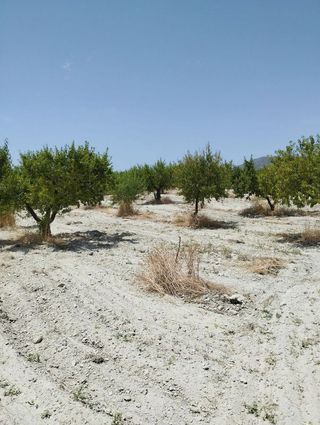 Terreno en venta en Bullas