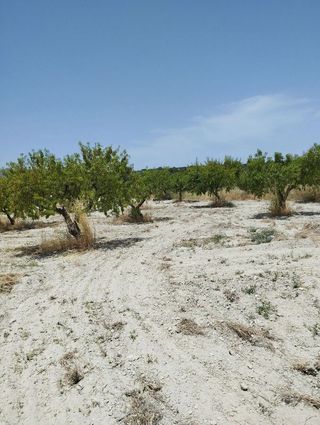 Terreno en venta en Bullas