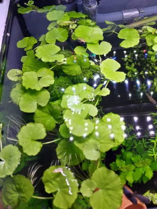 Hidrocotyle planta acuario