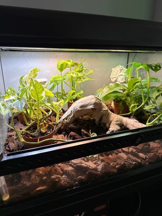 Terrario completo con plantas y tronco