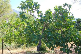 Casa rural en venta en Algodonales
