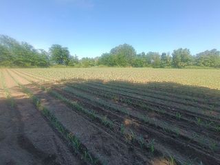 Terreno en venta en Moraleja