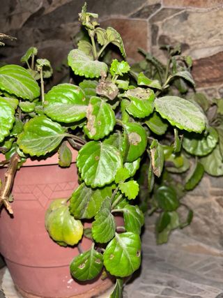 Planta del Dinero / Hiedra Sueca