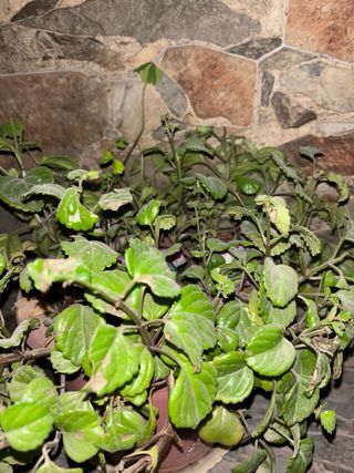 Planta del Dinero / Hiedra Sueca