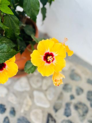 Se alquila habitación para chicas