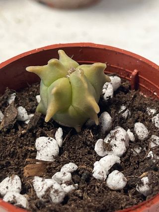 Astrophytum myriotysma var kikko