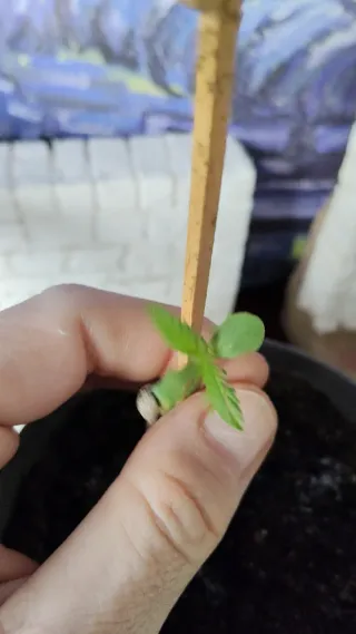 Planta joven en maceta (Planta de María)