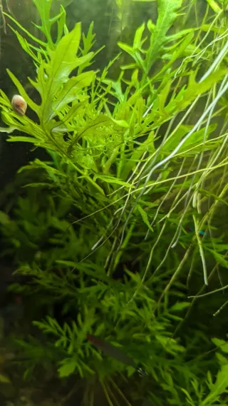 Lote Plantas Acuario | Ambulia y Hygrophila