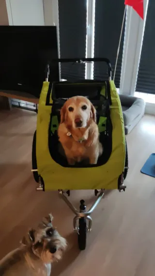 Carrito para perro gris y verde