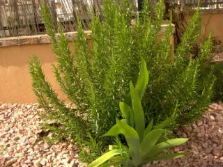 Cámara Digital Compacta NGS Zoom 12x