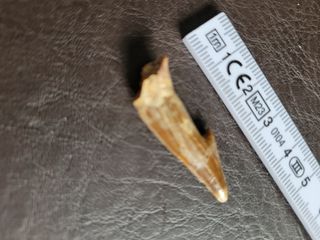 Caja Madera Fósil Onchopristis Auténtico