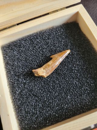 Caja Madera Fósil Onchopristis Auténtico